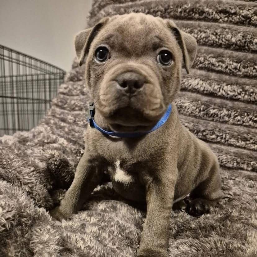 Diesel