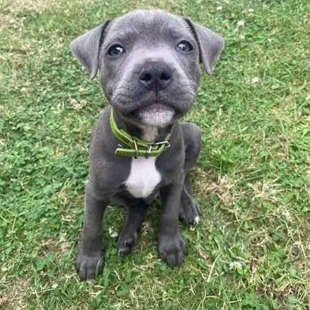 Finn