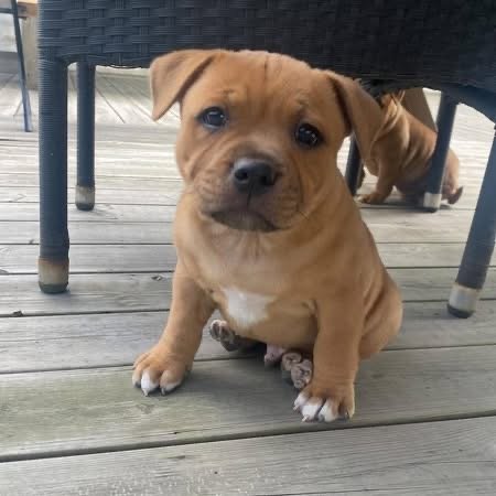 Archie