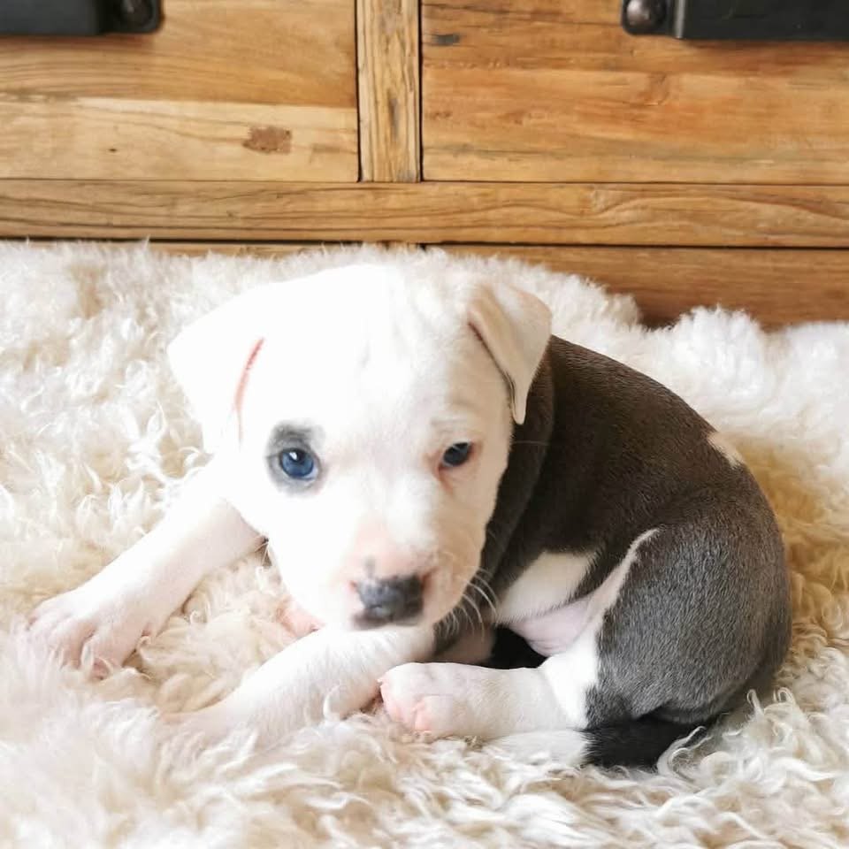 Stella