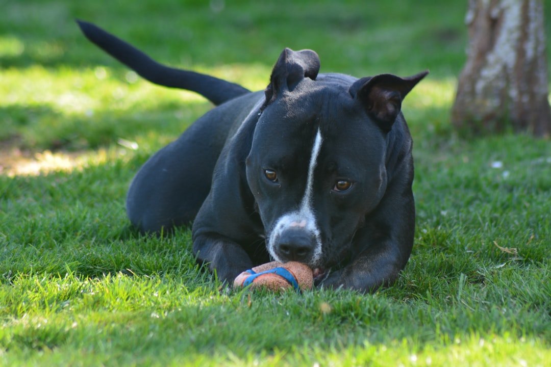a dog laying in the grass with a ball in its mouth yvu7qb5hvgm