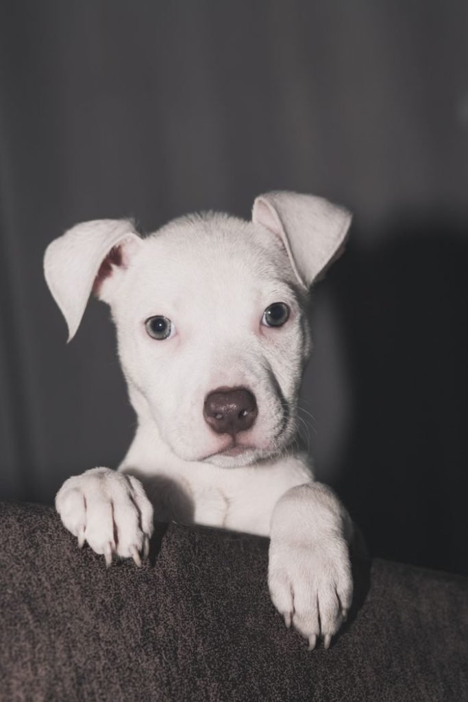 Cute Dogo Argentino puppy indoors, captured in Medellín, Colombia.