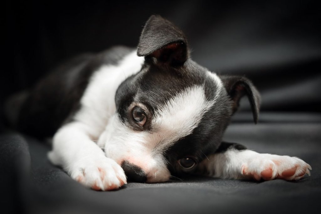 Close-up of a Boston Terrier puppy lying down with a blurred background.