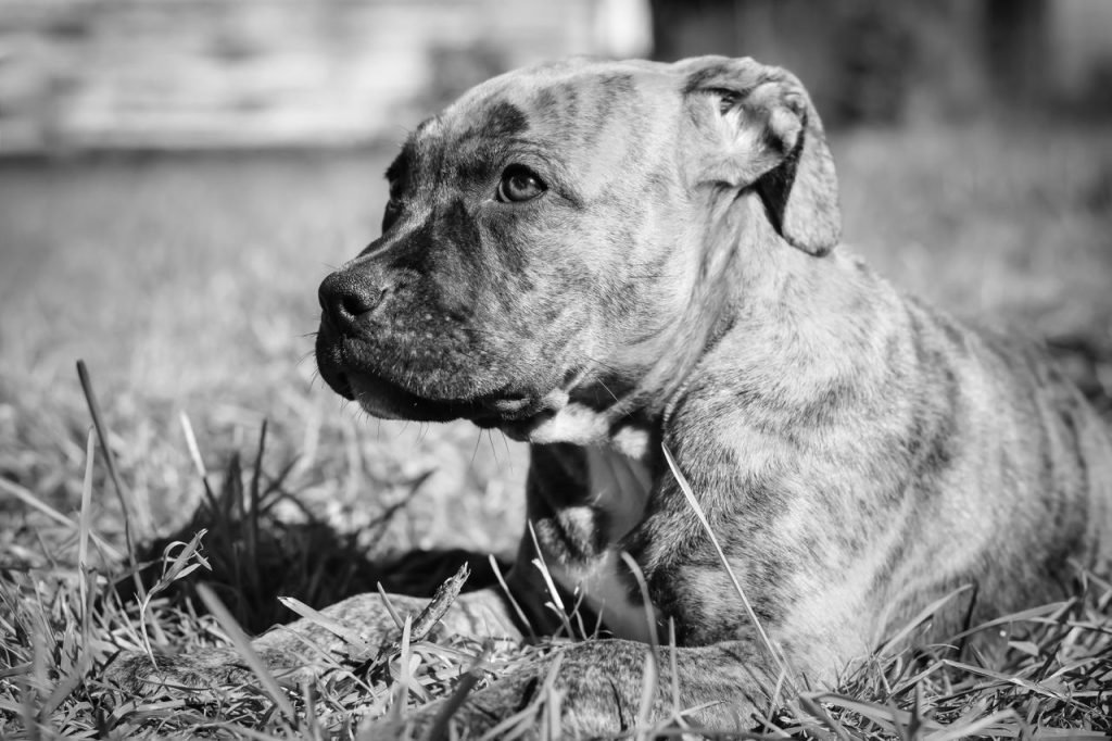 Black and white close-up of a brindle dog lying on grass, gazing ahead.
