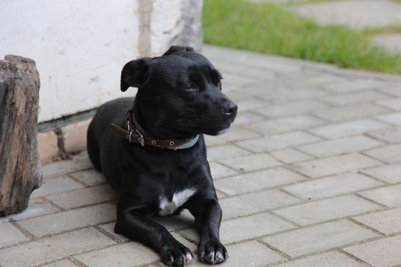 Black Staffordshire Bull Terrier dog resting outdoors with alert expression.