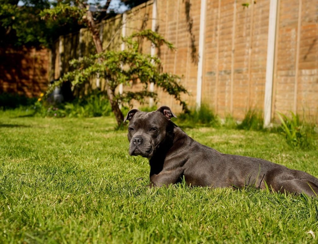 Mastering the First Impression: Your intriguing post title goes here A Staffordshire Bull Terrier lying in a grassy backyard with a wooden fence under the bright sun.